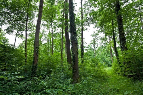 Bild von einem Waldstück