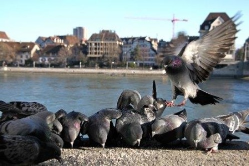 Tauben beim Futterpicken am Grossbasler Rheinufer