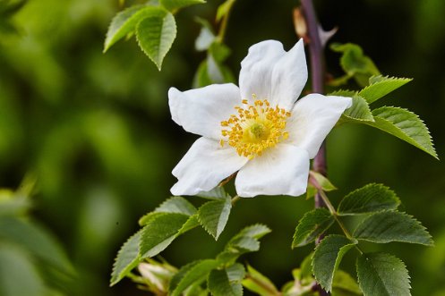Weisse Rosenblüte, Foto: Walti Bucher