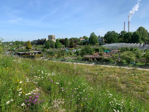 Blick über Freizeitgartenareal Milchsuppe, Foto: Christian Roeder 