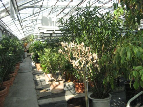 Pflanzen sind zum Überwintern im Glashaus eingestellt, Foto: Stadtgärtnerei 