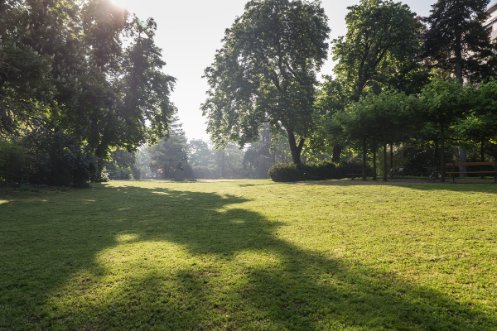 Morgenlicht im Rosenfeldpark