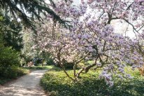 Blühende Magnolie im Solitude-Park